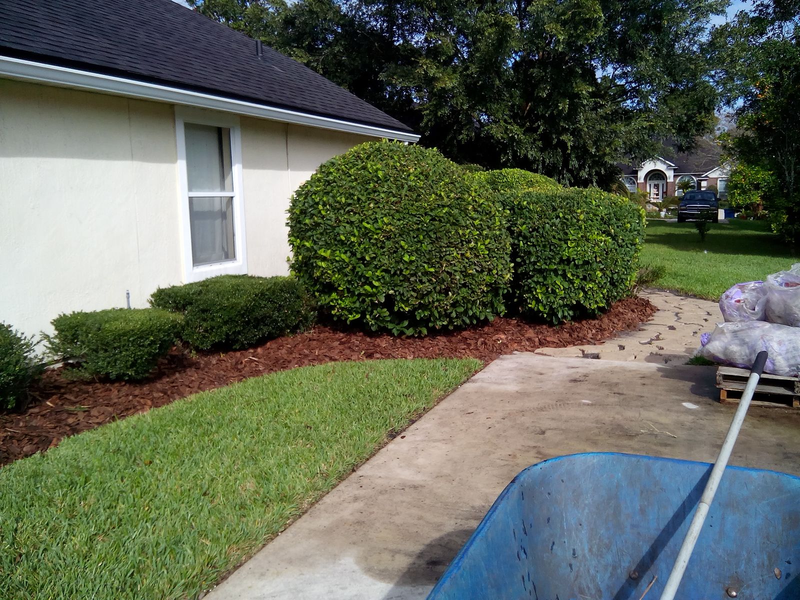 Fresh mulch bed and trimmed shrubs on a job site