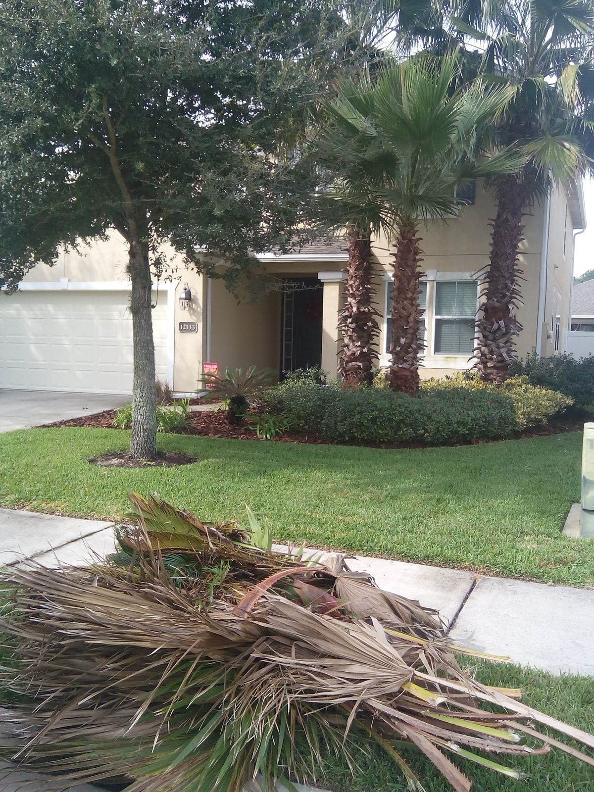 Pile of trimmed palm fronds on a Jacksonville lawn